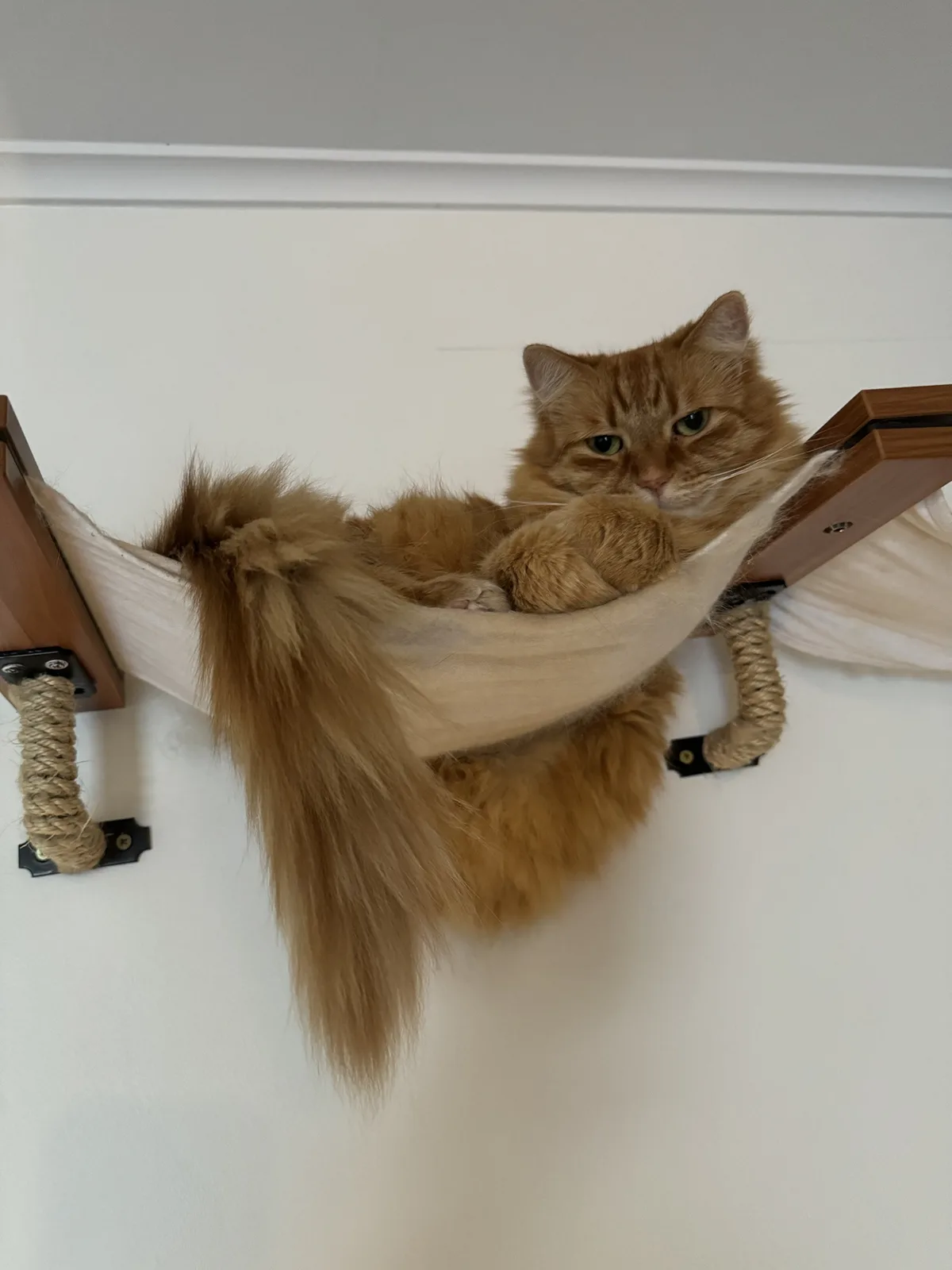 A fluffy orange tabby cat is lounging in a beige fabric hammock suspended between two wooden brackets mounted on a white…