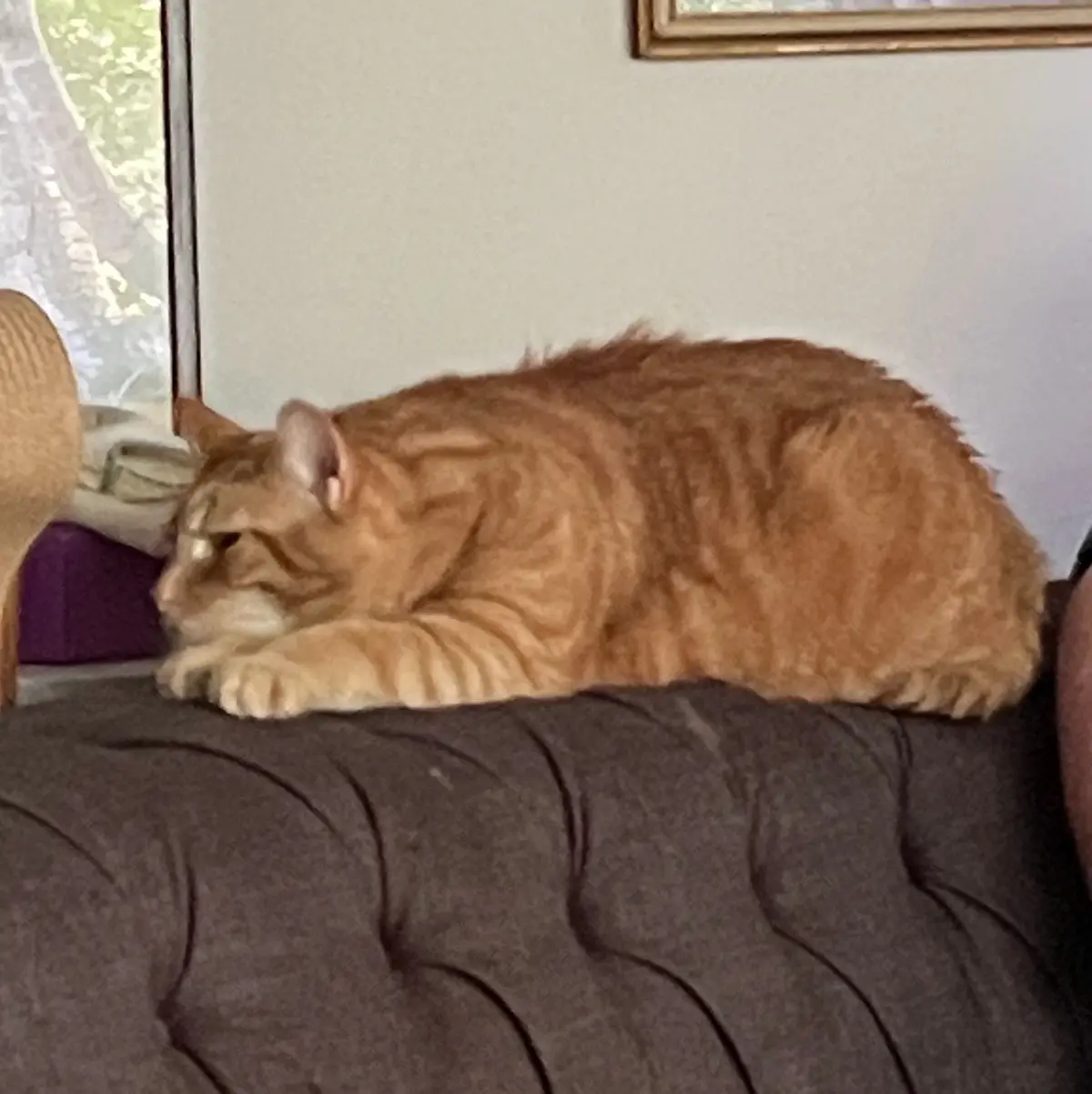 An orange tabby cat is lying stretched out on a dark gray tufted couch, appearing very relaxed and sleepy. The cat's eyes…