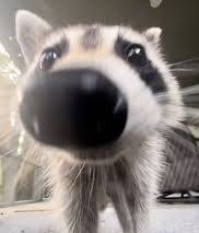 A close-up photo of a raccoon's face, with its large black nose dominating the frame and its wide, dark eyes looking…