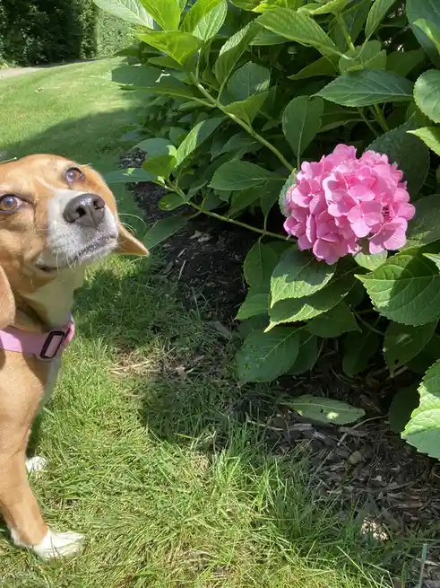 Gibi and Flower: A Beautiful Duo