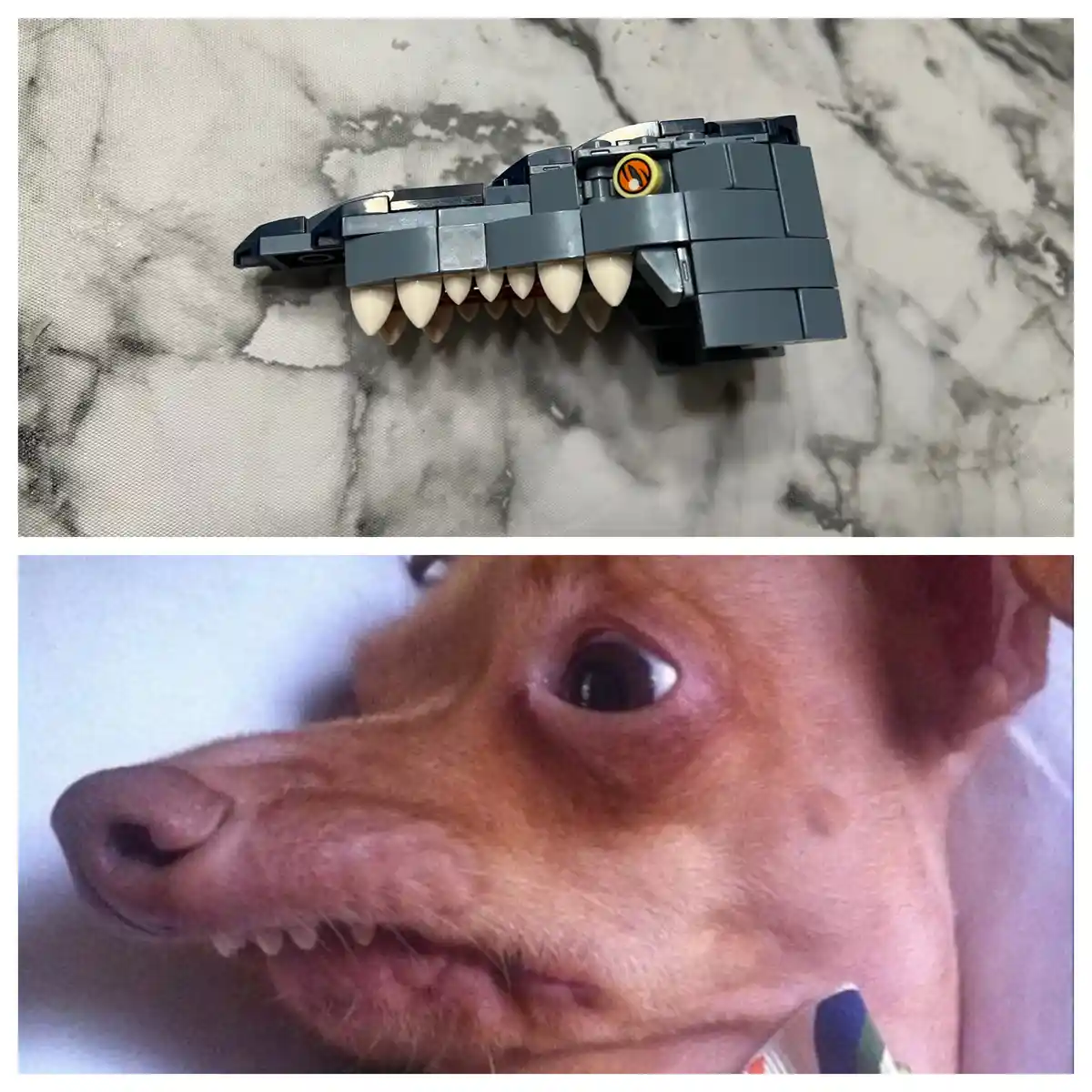 The top panel shows a gray Lego crocodile head with prominent white plastic teeth, resting on a marble-patterned surface…