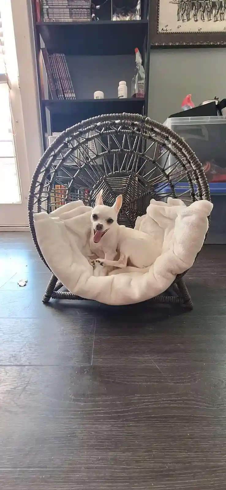 A small white chihuahua sits in a large, dark wicker peacock chair with a plush white cushion, looking directly at the…