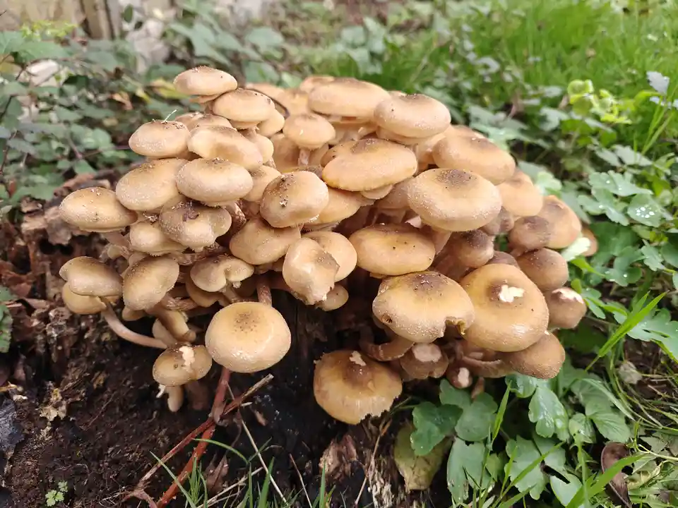 A dense cluster of light brown, rounded mushrooms grows from a decaying tree stump surrounded by green grass and foliage…