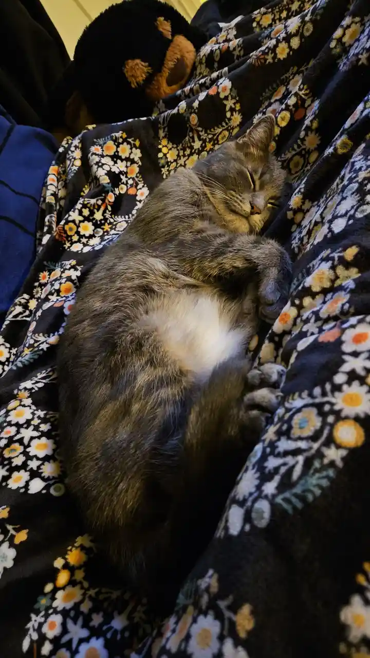 A gray tabby cat with a white chest is curled up and sleeping soundly on a dark floral blanket, its eyes closed and paws…