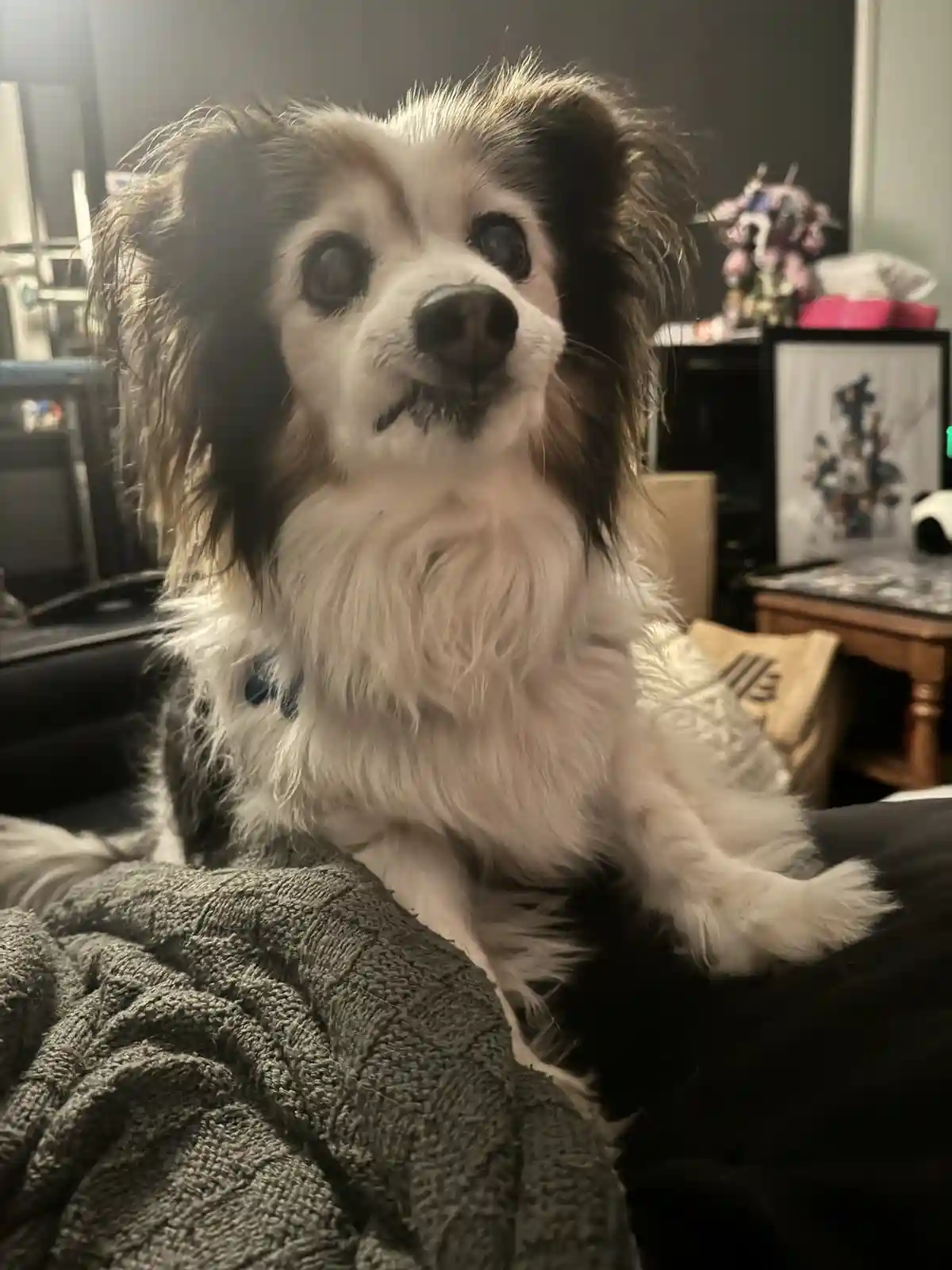 A close-up photo of a fluffy, long-haired dog with large, expressive eyes and a white and brown coat, sitting on a person's…