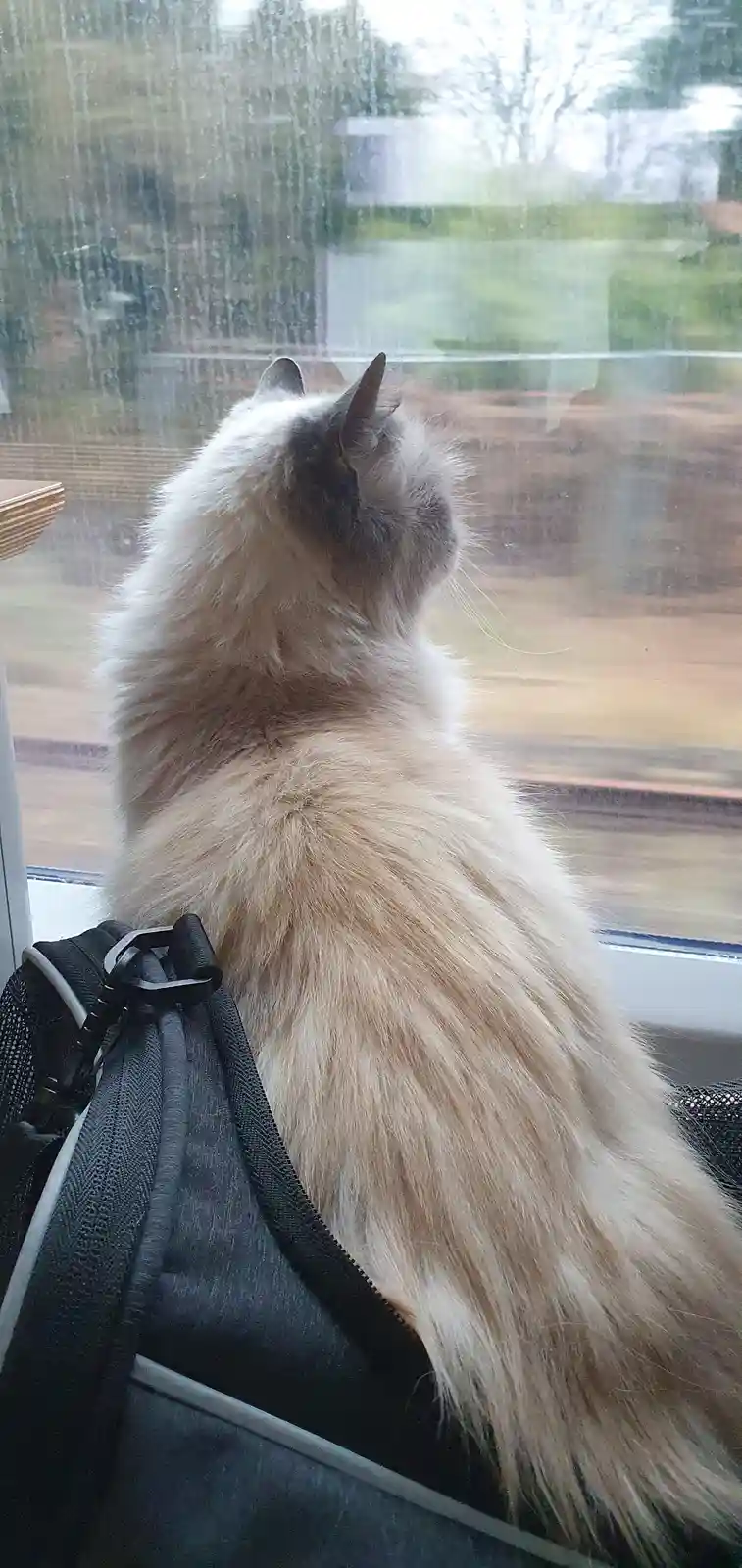 A fluffy, light-colored cat with dark ears sits on a windowsill looking out at rain-slicked glass, its back to the camera. A…