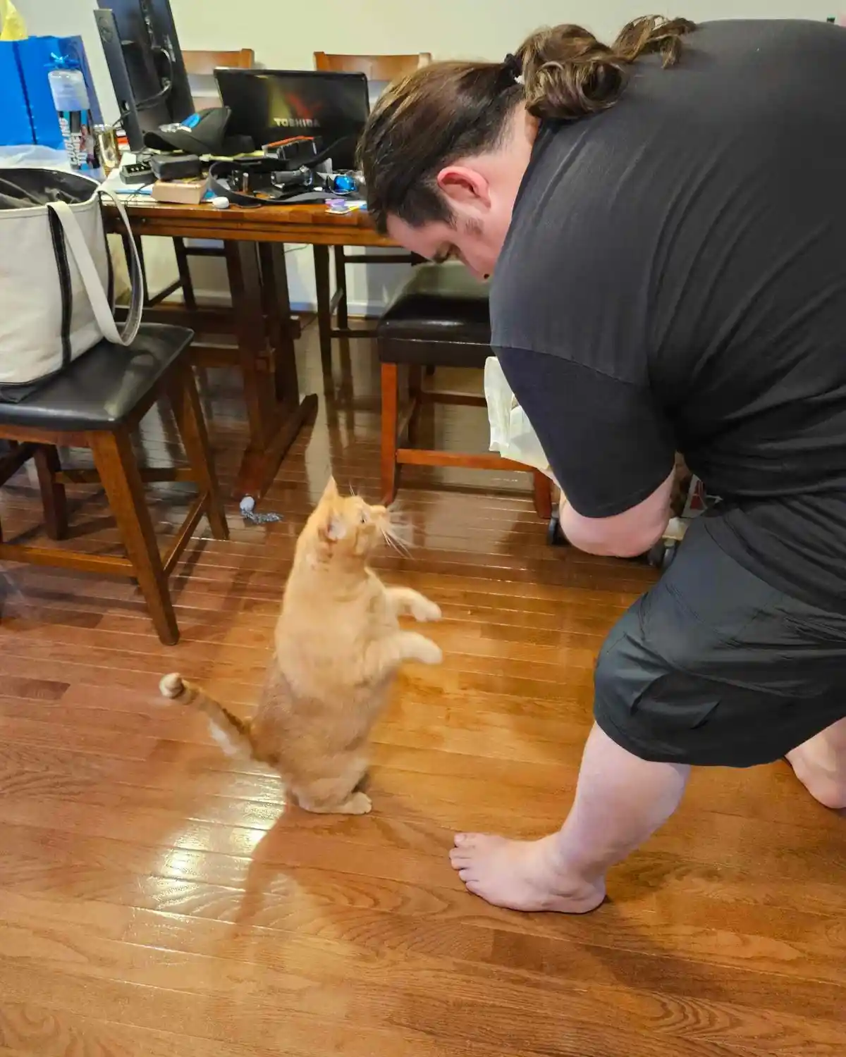 A ginger cat stands upright on its hind legs on a wooden floor, facing a man who is bent over and looking down at it. The…