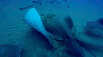 A sequence of six underwater photos shows a spotted eagle ray slowly turning its head and body to face the camera, starting…