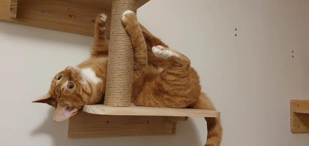 An orange tabby cat with white paws and chest is lying upside down on a wooden shelf attached to a cat tree, its paws…
