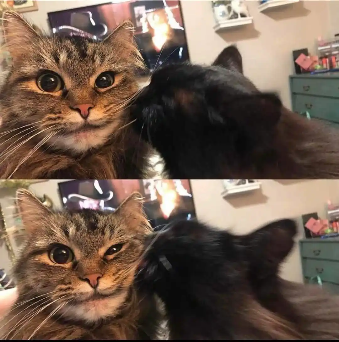 Two photos of a tabby cat show its reaction to being licked by a black cat. In the top photo, the tabby has wide, startled…