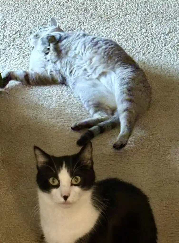 A gray tabby cat lies sprawled on its back on a beige carpet, appearing deeply relaxed with its paws up. In the foreground…
