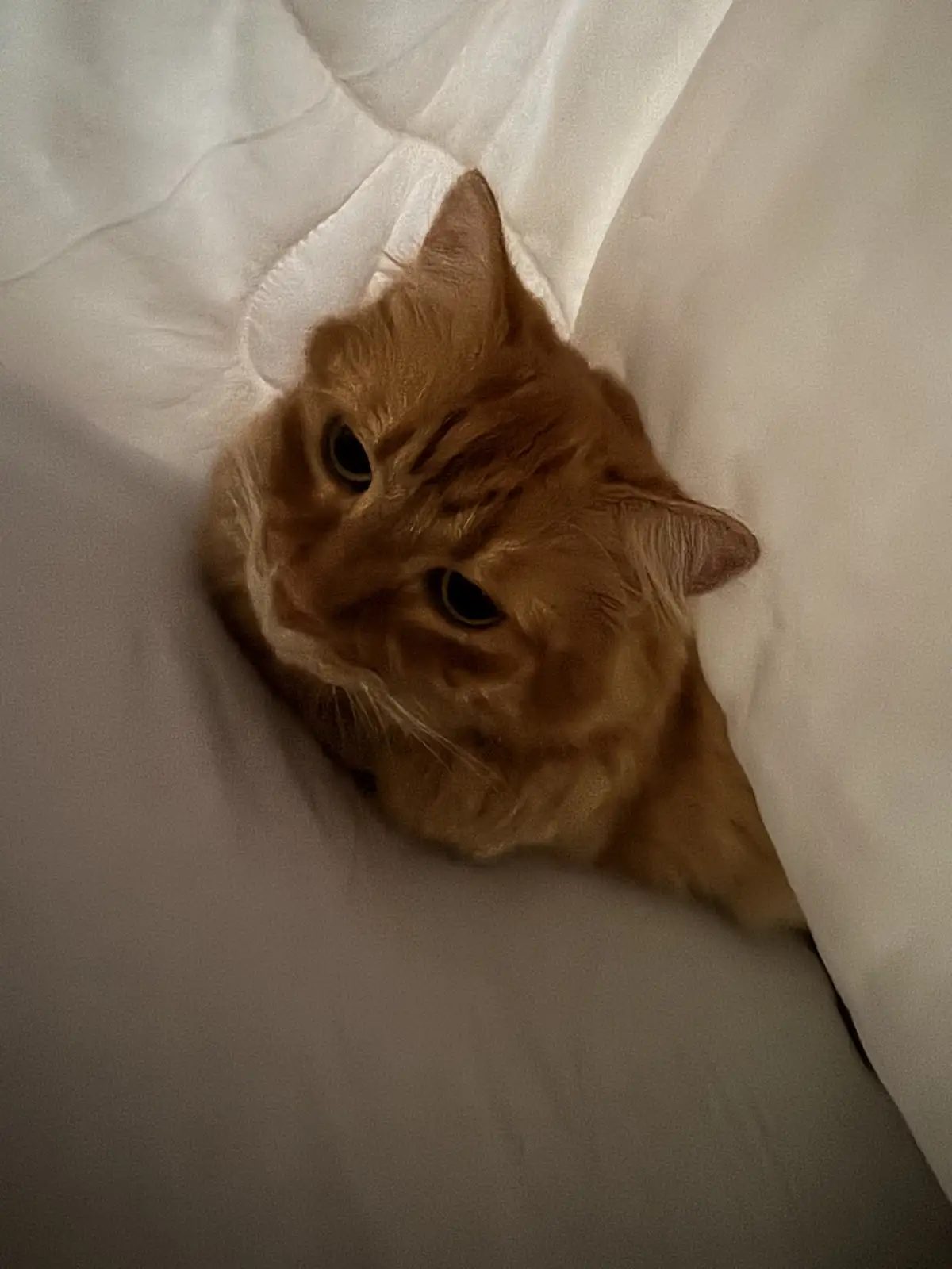 An orange tabby cat peeks out from under white bedding, looking directly at the camera with wide, slightly unimpressed eyes…