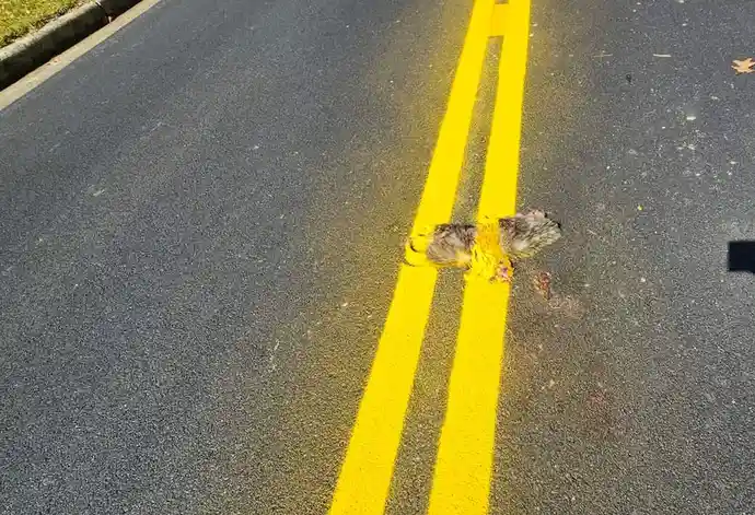 A deceased animal, likely a bird or small mammal, lies partially crushed and stained in the center of a paved road, directly…