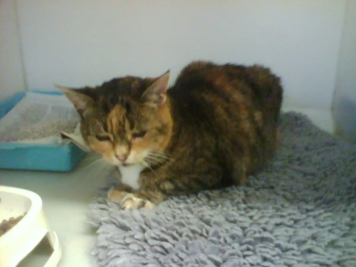 A calico cat with a visibly tired or unenthusiastic expression lies curled on a gray shaggy rug, next to a blue litter box…