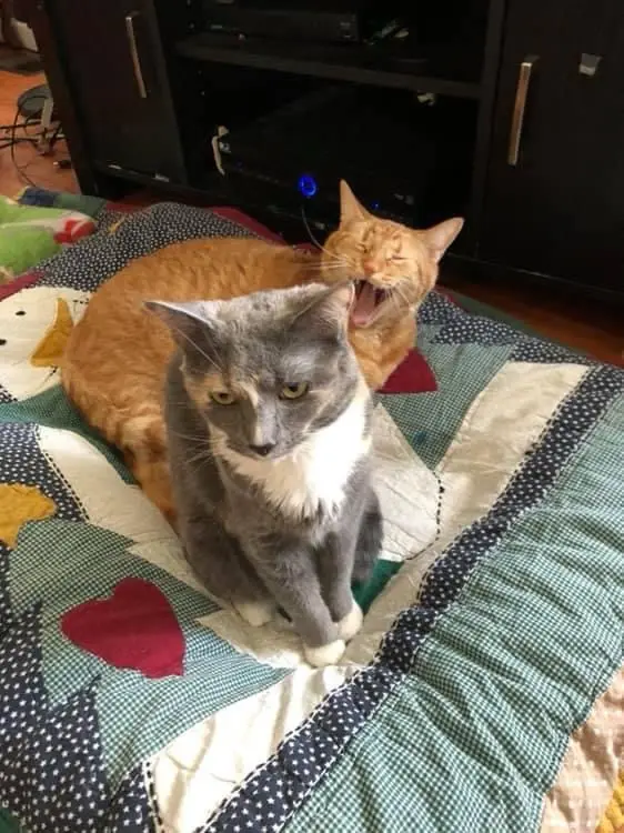 Two cats sit on a patchwork quilt; the orange cat behind is yawning widely with eyes closed, while the grey-and-white cat in…