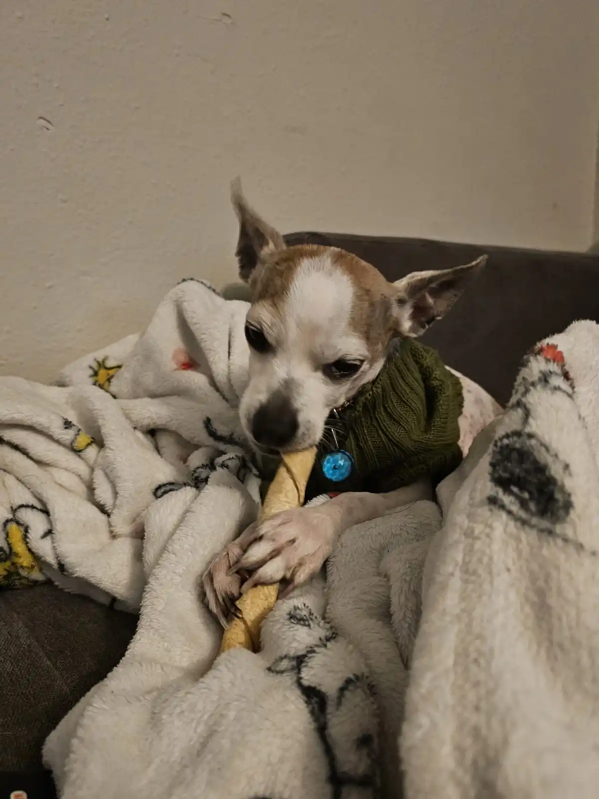 A small brown and white dog wearing a green knitted sweater sits on a couch wrapped in a white blanket with cartoon…