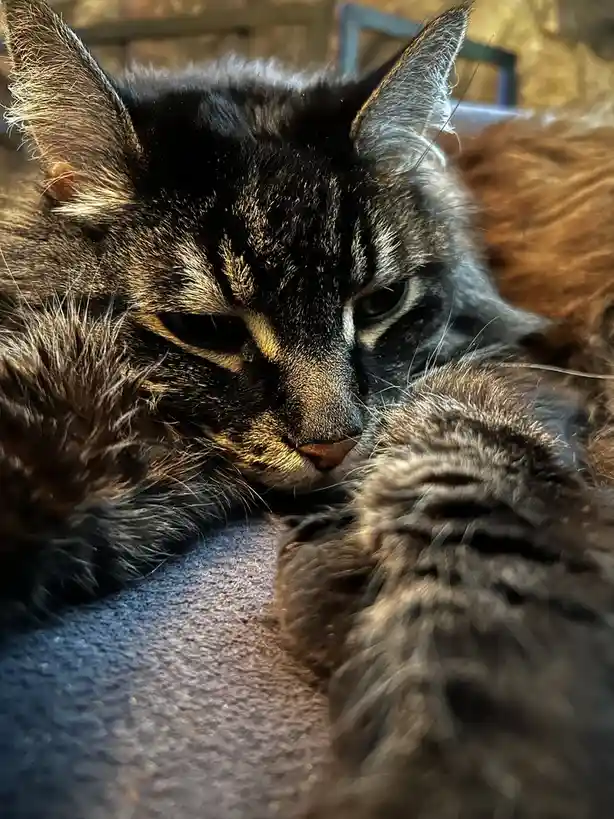 A close-up photo of a fluffy tabby cat with dark fur and light markings, lying down with half-closed eyes and a relaxed…