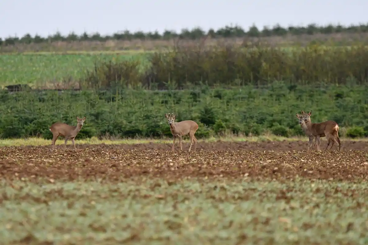Four deer stand alert in a tilled field, staring directly at the camera with wide eyes. Behind them are rows of green trees…