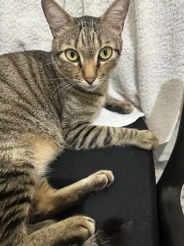 A tabby cat with green eyes and striped fur is lying on a black surface, possibly a chair, with a white towel behind it. The…