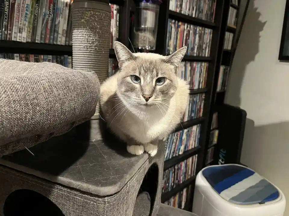 Daily Chronicles of My Cat Ivy: Day 352
