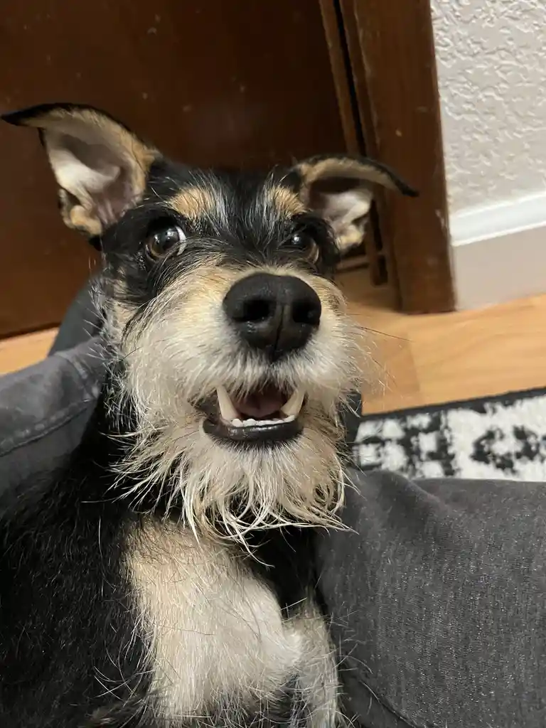A close-up photo of a black and tan dog with a scruffy beard, looking directly at the camera with its mouth slightly open…