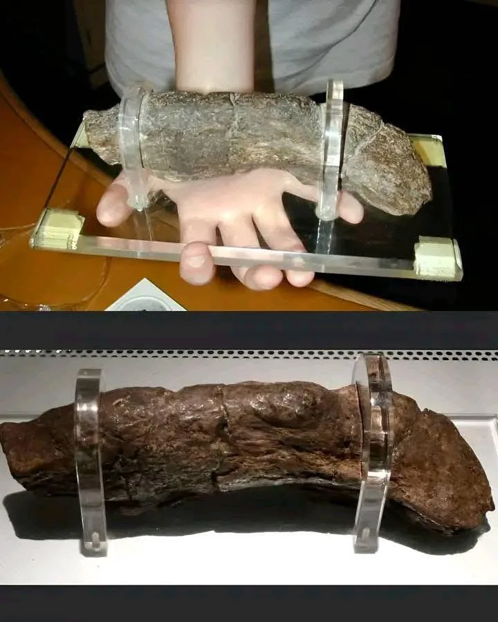 The image displays a split-screen comparison: the top panel shows a person's hand placed beside a fossilized object on a…