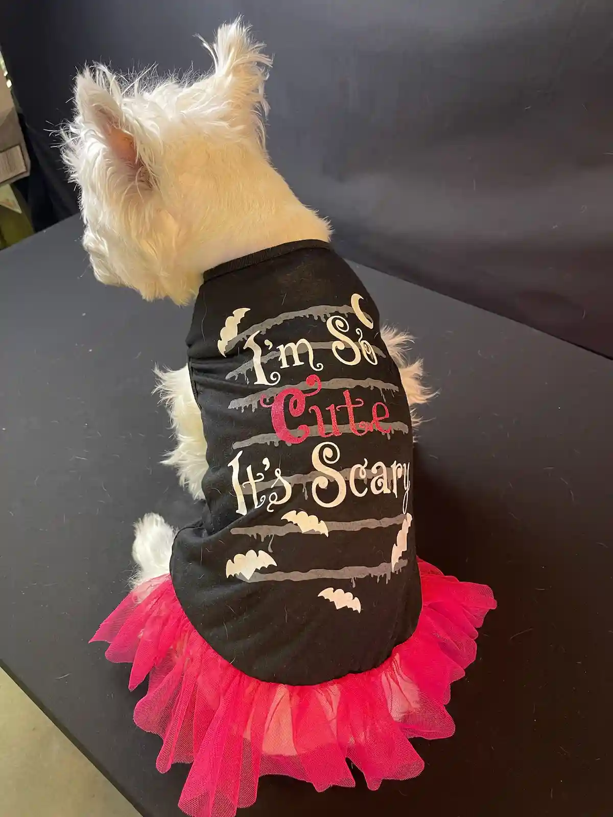A small white dog, viewed from behind, wears a black Halloween-themed shirt with the text 'I'm So Cute It's Scary' in…