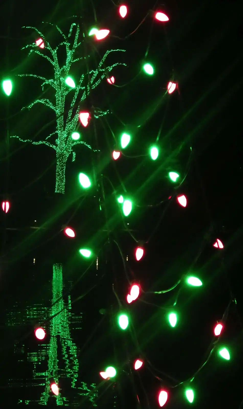 A nighttime photo shows a bare tree outlined in bright green lights, with additional red and green string lights hanging in…