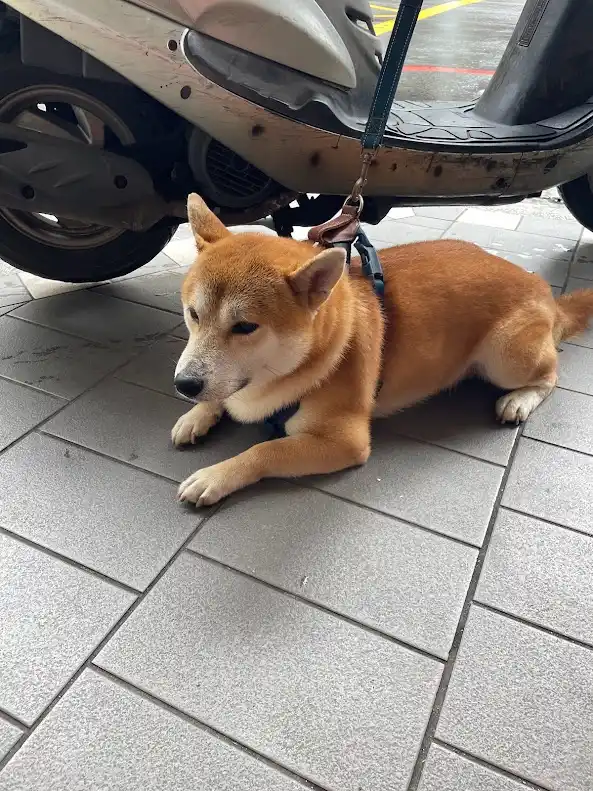 A tan Shiba Inu dog wearing a blue harness and leash is lying on grey tiled pavement, looking up with a calm expression. The…