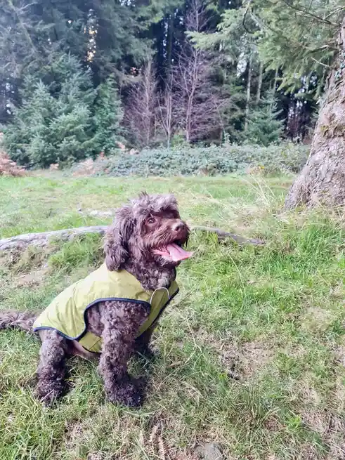 A brown, curly-haired dog wearing a lime green vest sits on grass in a forest, looking upward with its mouth open. The…