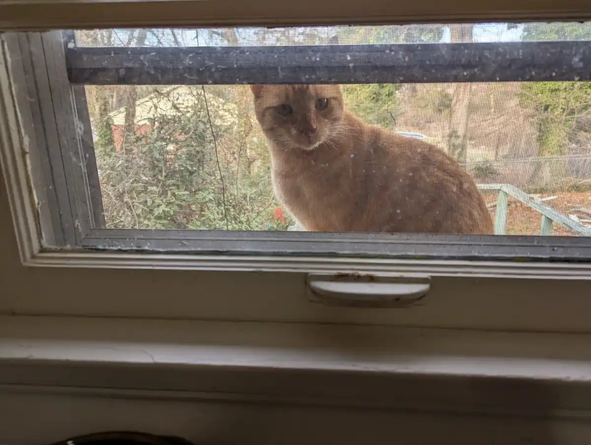 A brown cat stares intently through a dirty screen window from the outside, looking directly at the viewer. The window frame…
