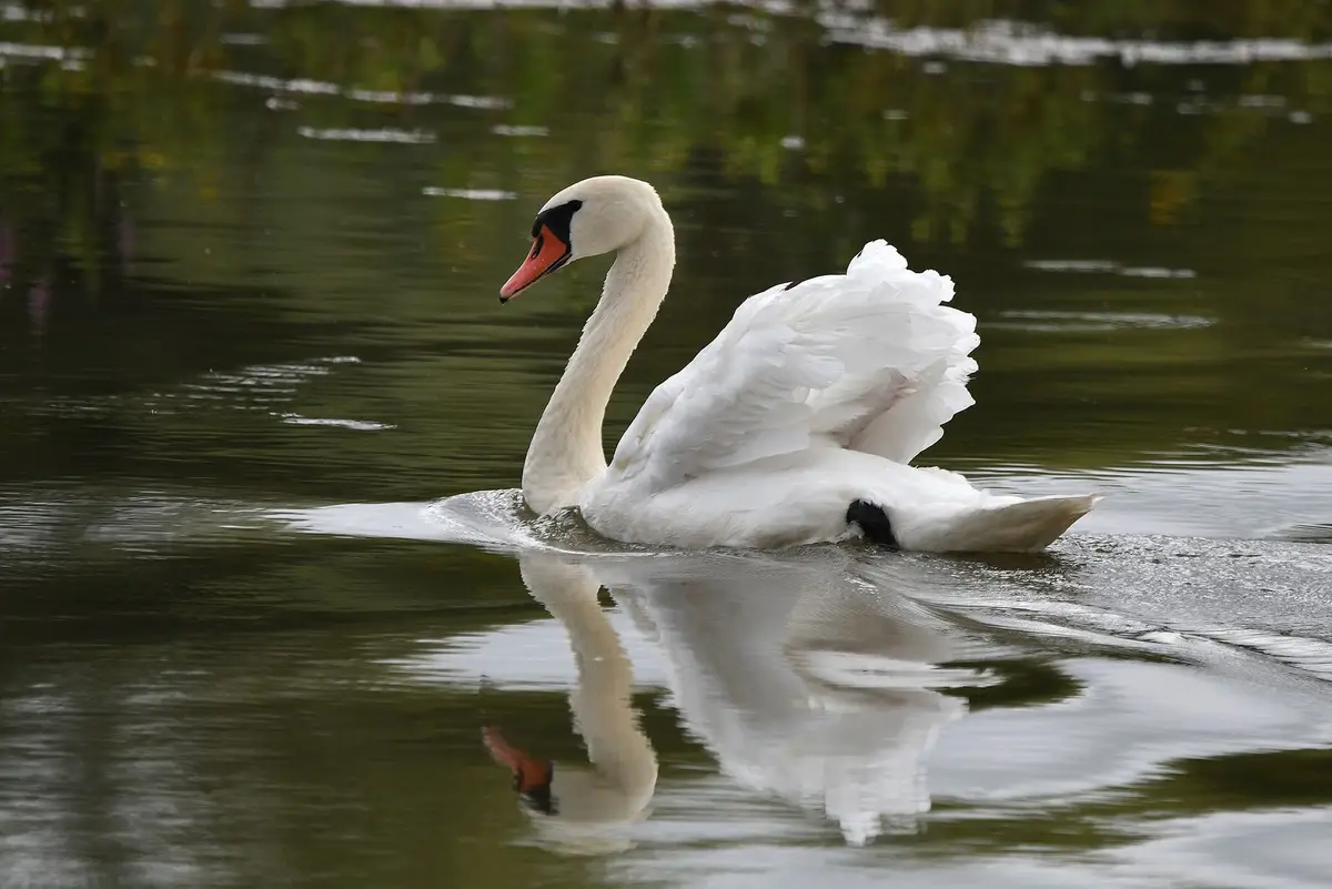 A white swan with a black face patch and orange beak is floating on calm water, its wings partially spread as if preparing…