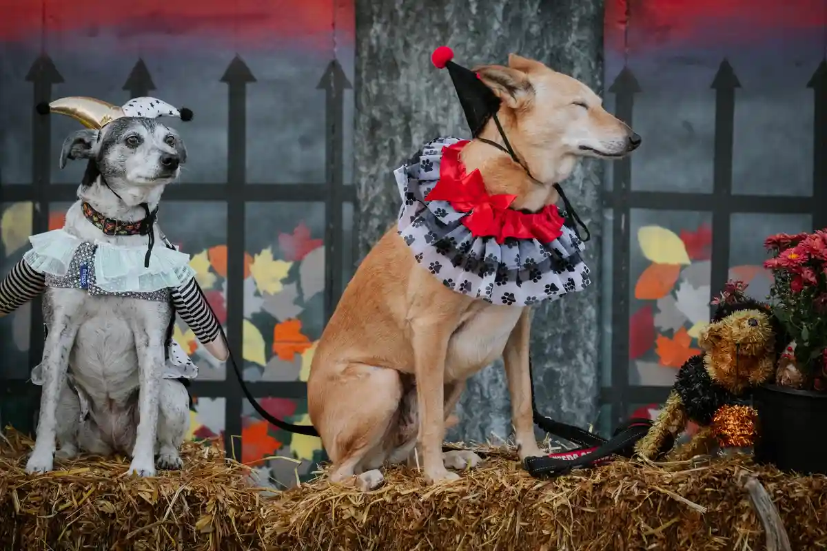 Get Ready for Howl-O-Ween 2024: A Spooktacular Event!