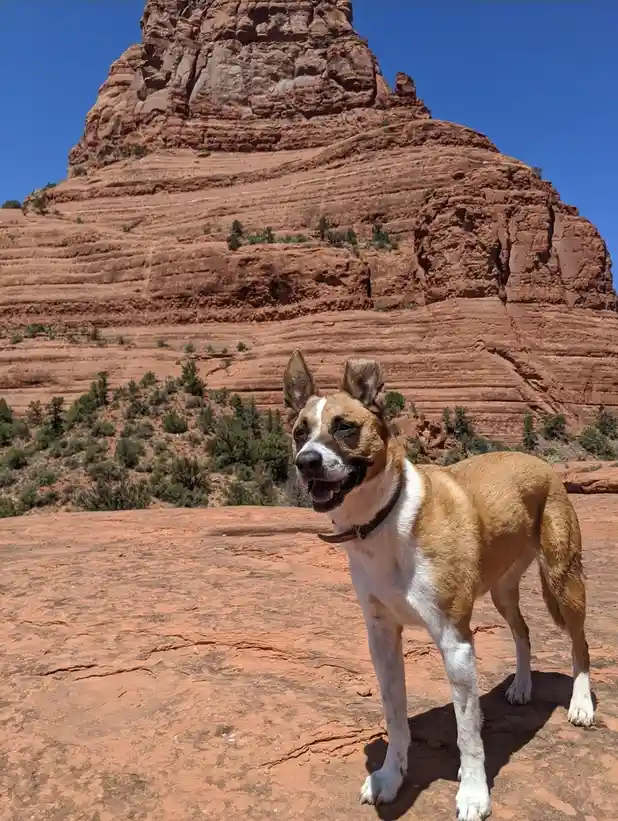 A tan and white dog stands on red rock terrain with a large, layered red rock formation behind it under a clear blue sky…