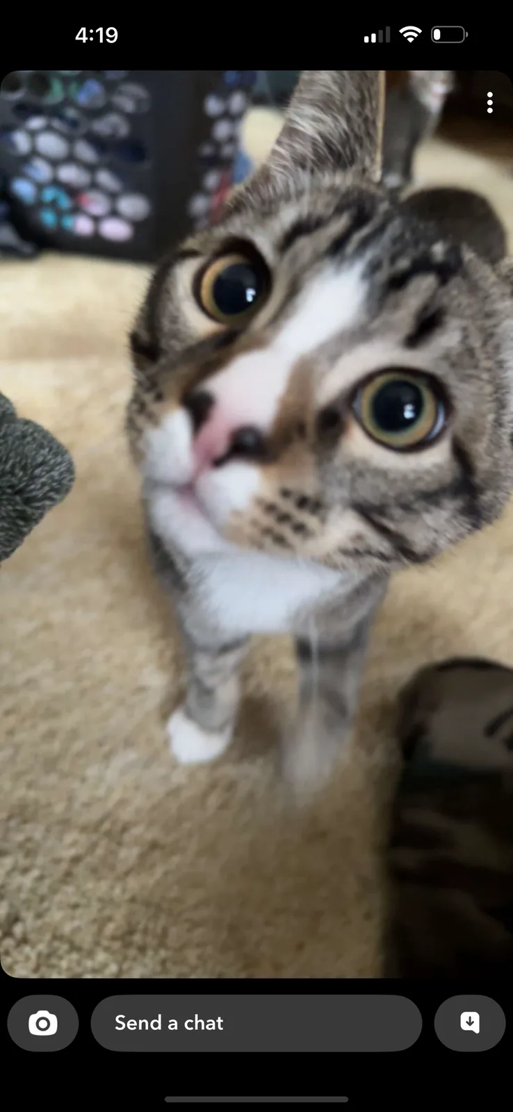 A close-up photo of a tabby cat with wide, startled eyes looking directly at the camera, standing on a beige carpet. The…