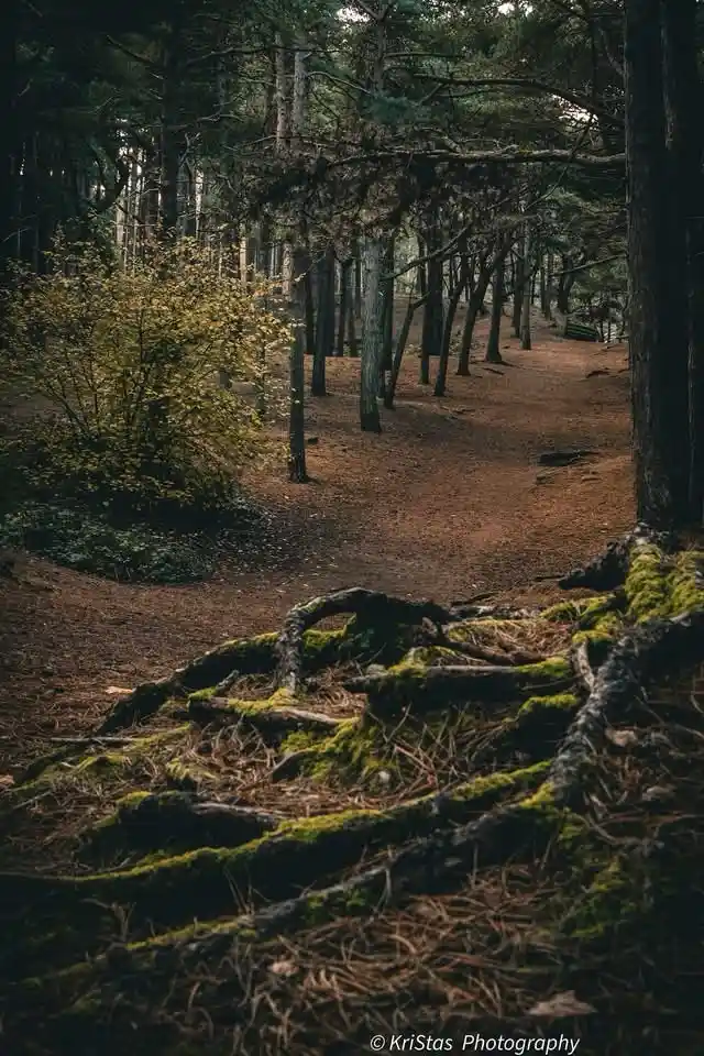 A dimly lit forest path with moss-covered tree roots in the foreground and tall trees receding into the background. The…