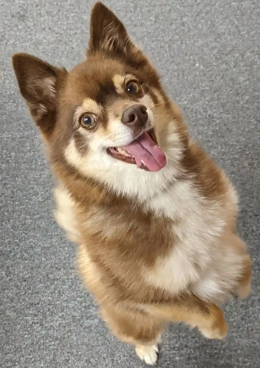 A small, fluffy brown and white dog with perky ears and a happy, open-mouthed expression looks up at the camera from a gray…