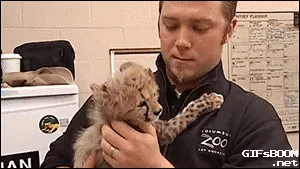 A man in a zoo uniform holds a small cheetah cub that repeatedly leans in to kiss him on the cheek. The cub’s actions are…