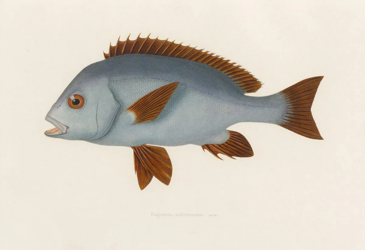 A detailed scientific illustration of a blue-grey fish with brown fins and an orange eye, labeled 'Diagramma mediterraneum…