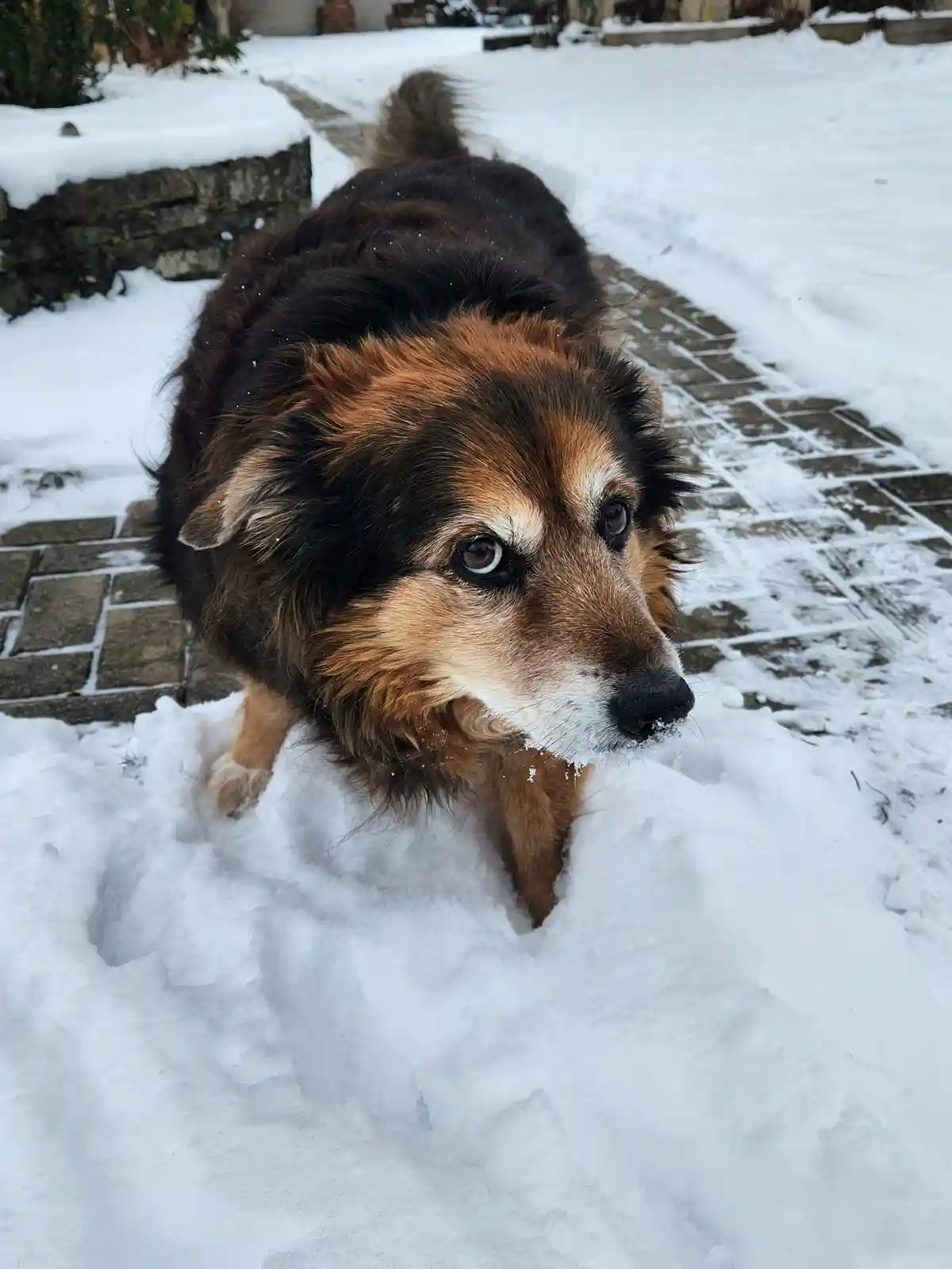 A fluffy brown and black dog with a sad, pleading expression is partially buried in deep snow, standing on a snow-covered…