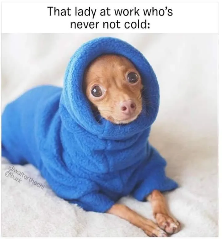 A small tan dog, likely a chihuahua, is wrapped snugly in a bright blue fleece blanket that covers its body and head…