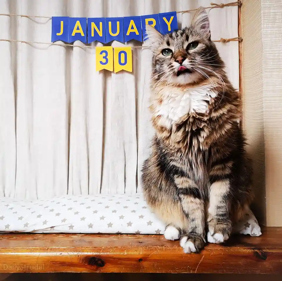 A fluffy tabby cat with green eyes sits on a wooden surface, looking up with its tongue slightly out, in front of a handmade…