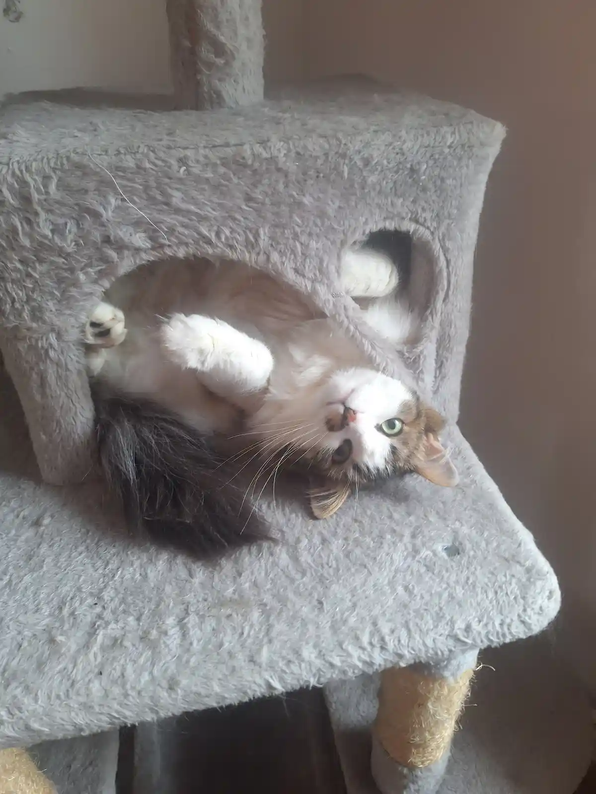 A fluffy white, brown, and black cat is lying on its back inside a grey, plush cat tree house, looking up with wide green…