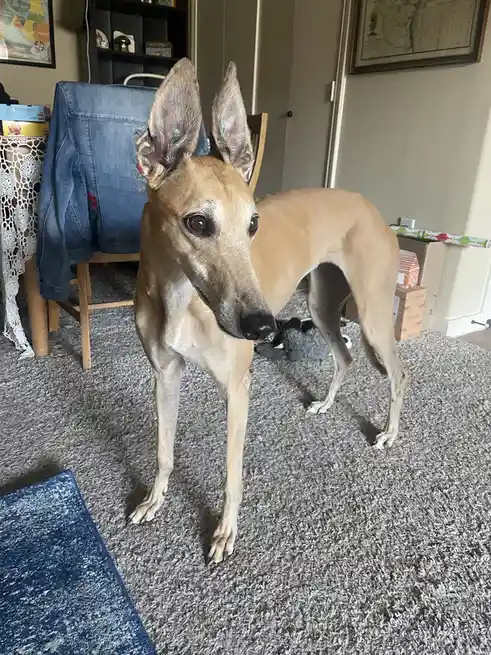 A tan, slender dog with large, pointed ears and a long snout stands on a gray carpet in a home, looking directly at the…