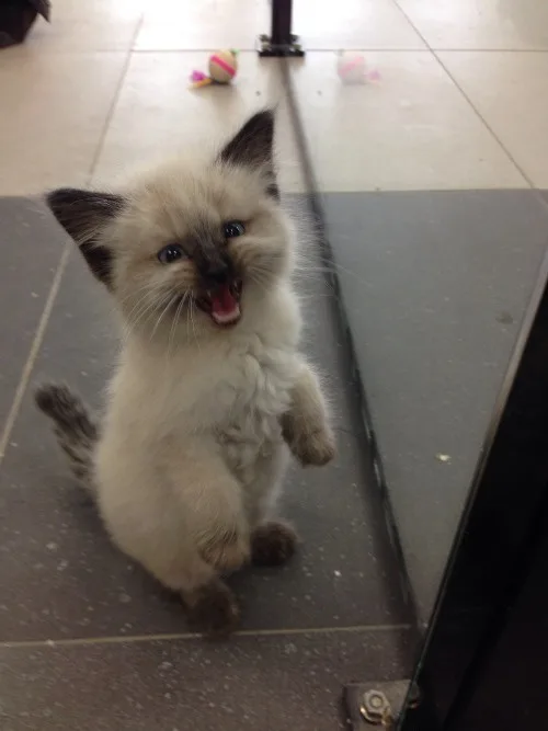 A small, fluffy kitten with dark ears and blue eyes stands on its hind legs on a tiled floor, mouth wide open in an…