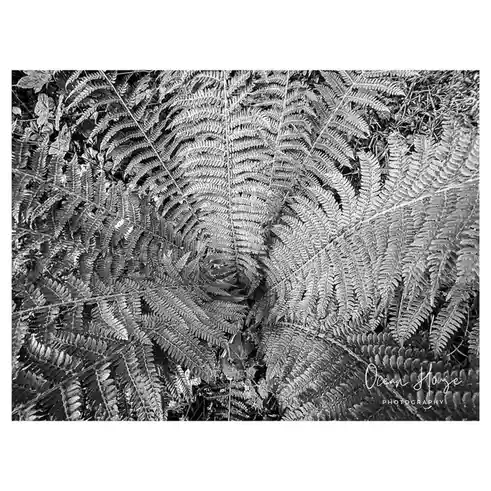 A black and white photograph shows a dense, intricate pattern of fern fronds overlapping and radiating outward, creating a…