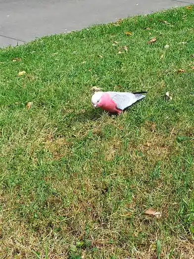 I spotted you from across the lawn