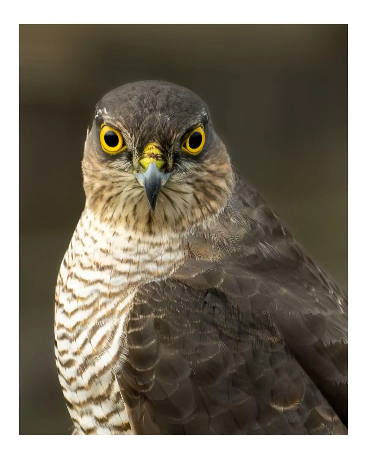 A close-up photograph of a bird of prey, likely a sparrowhawk, with piercing yellow eyes, a sharp hooked beak, and brown and…