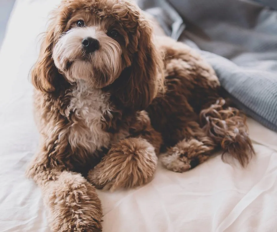 A fluffy brown and white dog with long curly fur is lying on a white bedsheet, looking upward with a relaxed expression. The…
