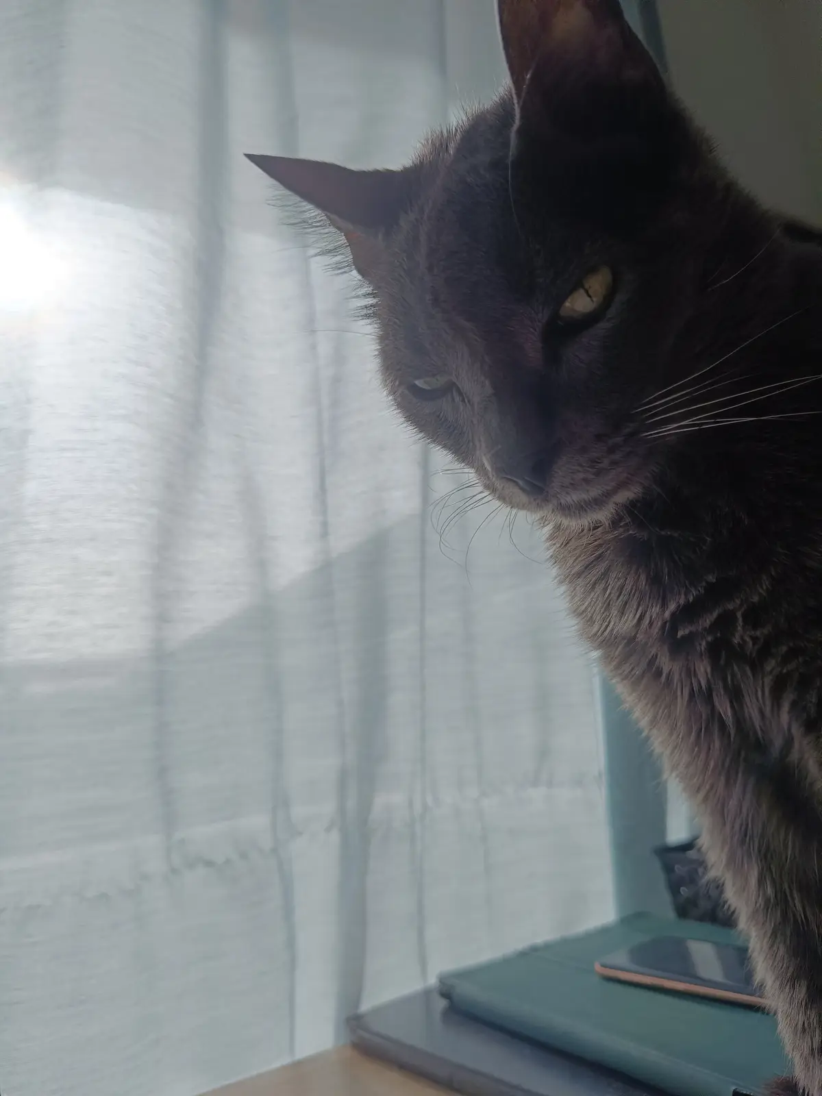 A dark gray cat with yellow eyes stares intently downward from a windowsill, its fur appearing slightly tousled, against a…